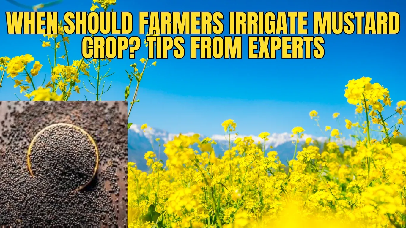 When Should Farmers Irrigate Mustard Crop? Tips from Experts