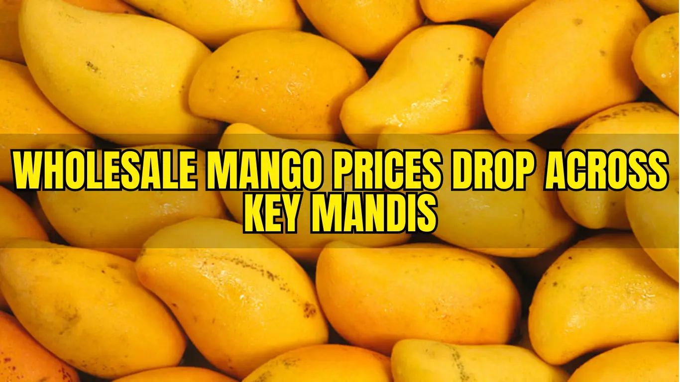 Wholesale Mango Prices Drop Across Key Mandis