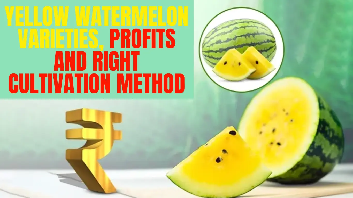 Yellow Watermelon Varieties, Profits and Right Cultivation Method